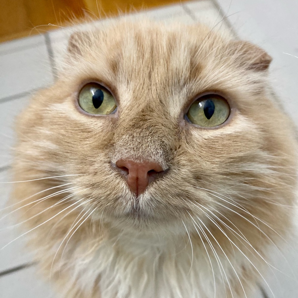 Meet your Posher, Annie